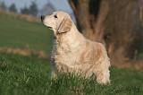 GOLDEN RETRIEVER 991